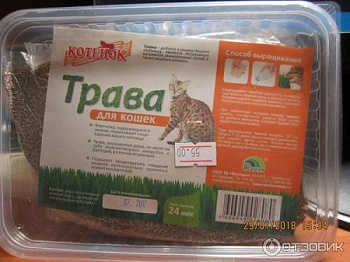 Травка для кошек в контейнере, Котенок